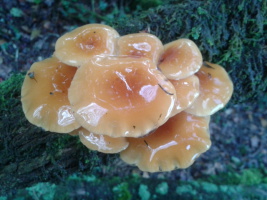 Read more about the article Bryophyte and Fungi Surveys